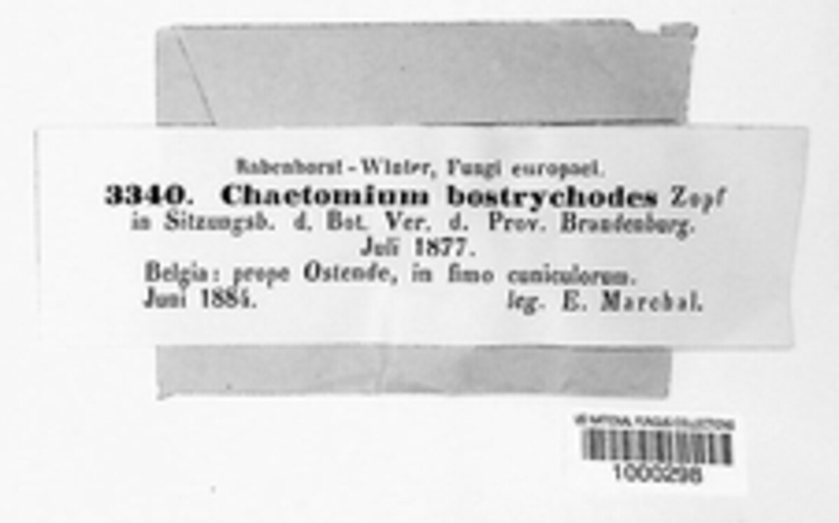 Chaetomium bostrychodes image